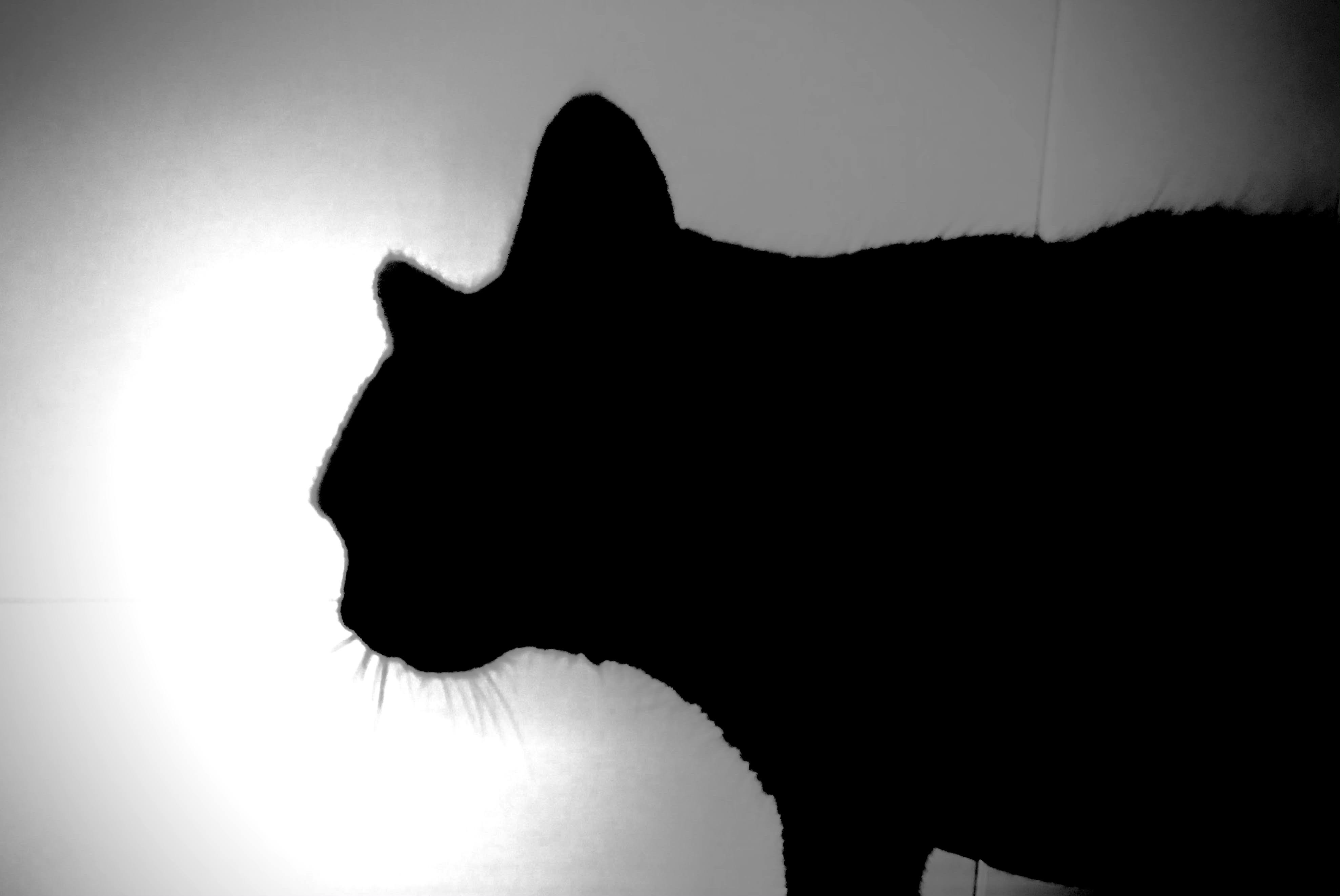 Silhouette Of Cat